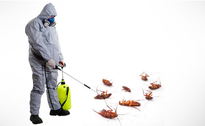 QMS Pest Control - Home Page - Service Provider of fogging for mosquito  control, general pest control & pest control service in Panipat, Haryana ::  Indian construction industry directory