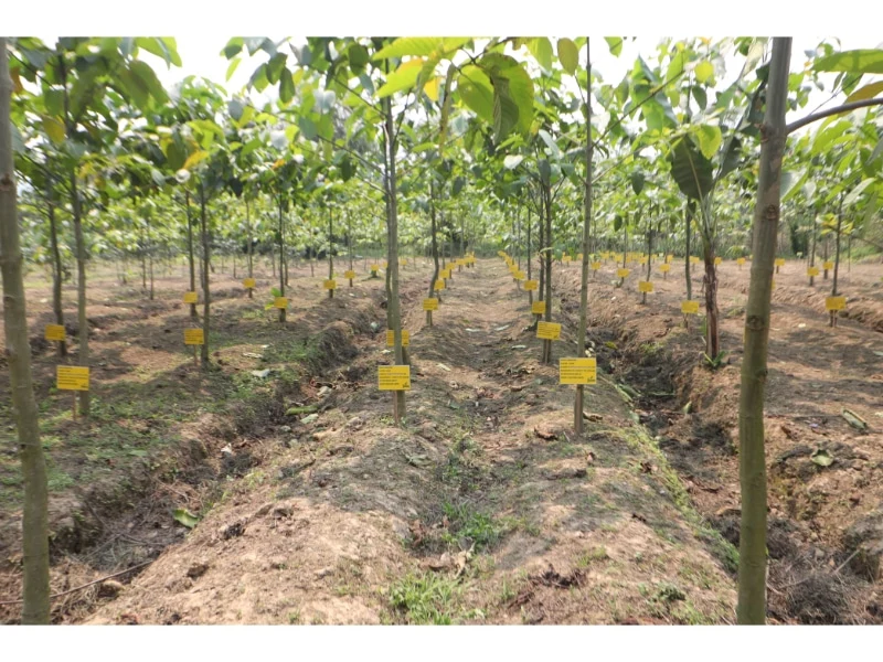 Green Rising: Greenply Industries' move toward a more sustainable future Green Rising: Greenply Industries' move toward a more sustainable future